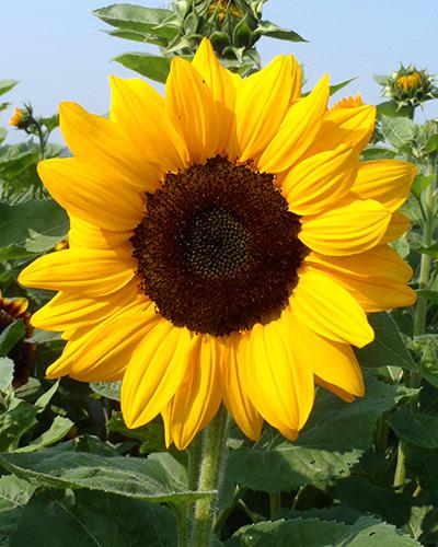 Vincent Deep Orange DMR Helianthus - HELIANTHUS ANNUS