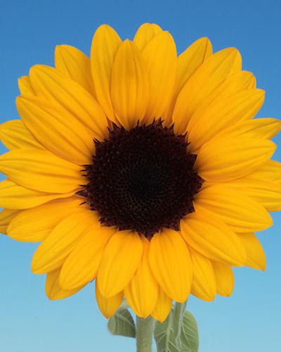 Vincent Deep Orange Helianthus - HELIANTHUS ANNUS