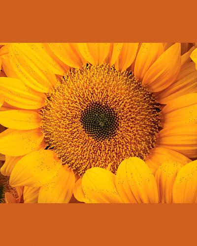 Vincent Fresh Helianthus - HELIANTHUS ANNUS