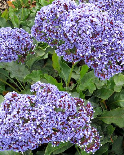 Perezii Statice - LIMONIUM