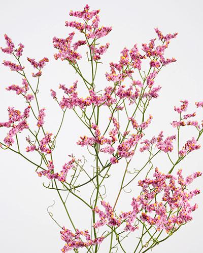 Cinencis Statice - LIMONIUM