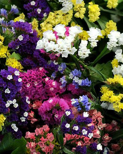 Mixed Sinuata Statice - LIMONIUM SINUATUM