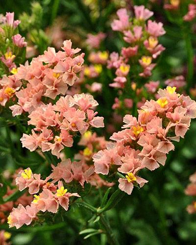 Apricot Statice Qis - LIMONIUM SINUATUM