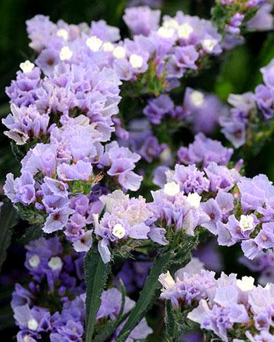 Lavender Qis Statice - LIMONIUM SINUATUM