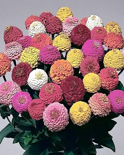 Mixed Lilliput Pompon Zinnia - ZINNIA ELEGANS