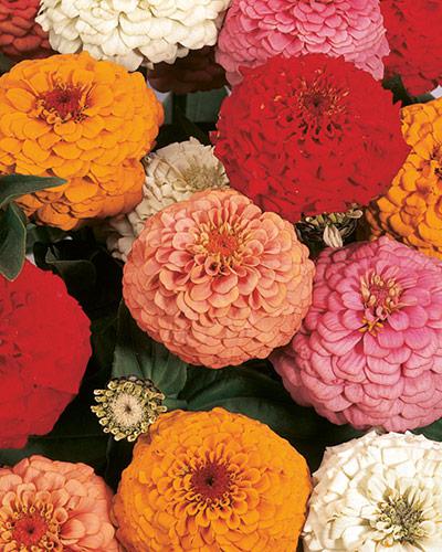 Mixed Oklahoma Zinnia - ZINNIA ELEGANS