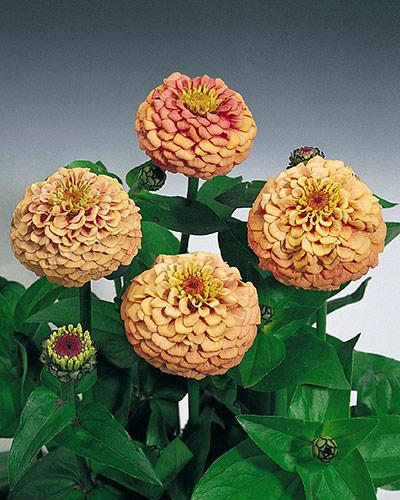 Salmon Oklahoma Zinnia - ZINNIA ELEGANS