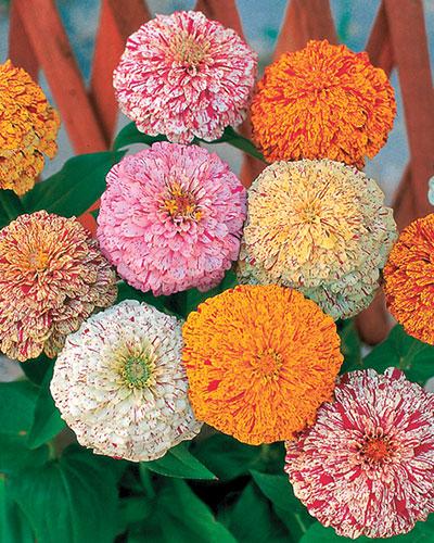 Mixed Peppermint Zinnia - ZINNIA ELEGANS