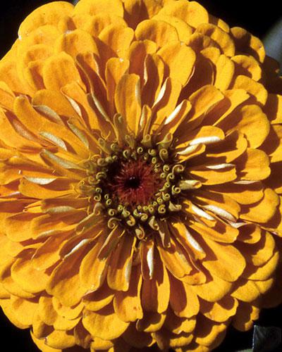 Yellow Yoga Zinnia - ZINNIA ELEGANS