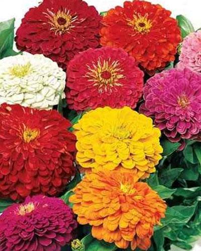 Mixed Yoga Zinnia - ZINNIA ELEGANS