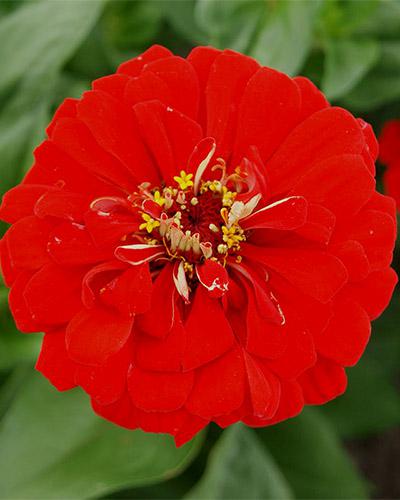 Red Yoga Zinnia - ZINNIA ELEGANS