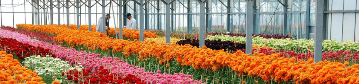 Comptoir Paulinois’ nurseries