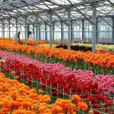 Nurseries of Comptoir Paulinois