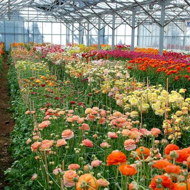 Nurseries of Comptoir Paulinois