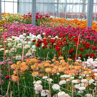 Nurseries of Comptoir Paulinois