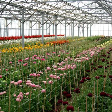 Nurseries of Comptoir Paulinois