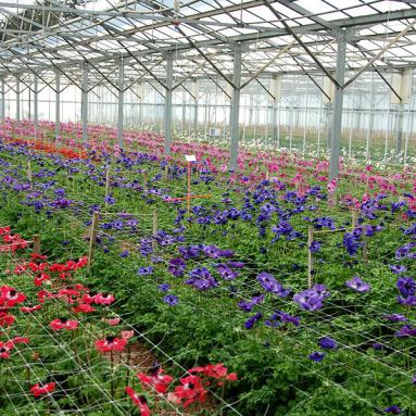 Nurseries of Comptoir Paulinois