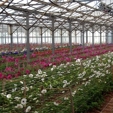 Nurseries of Comptoir Paulinois