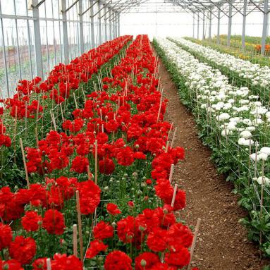 Nurseries of Comptoir Paulinois