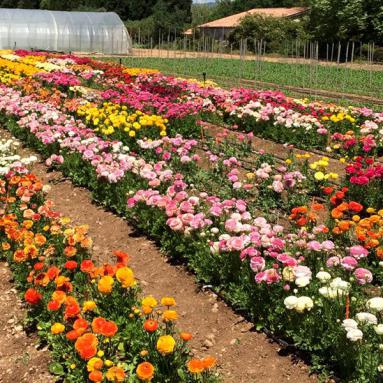 Nurseries of Comptoir Paulinois