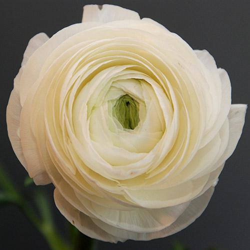 Ranúnculo Amandine Blanche - RANUNCULUS ASIATICUS