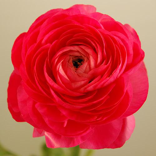 Ranúnculo Amandine bonbon  - RANUNCULUS ASIATICUS