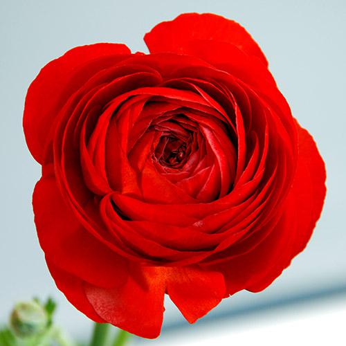 Ranúnculo Amandine Escarlato - RANUNCULUS ASIATICUS