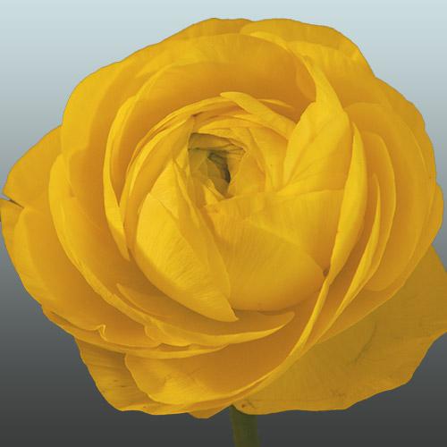 Ranúnculo Amandine Amarillo - RANUNCULUS ASIATICUS