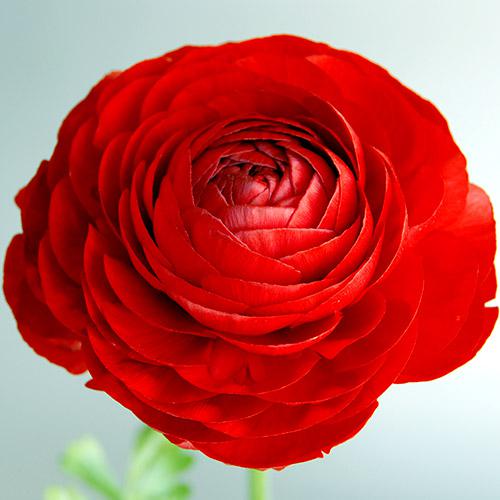 Ranúnculo Amandine Rojo - RANUNCULUS ASIATICUS