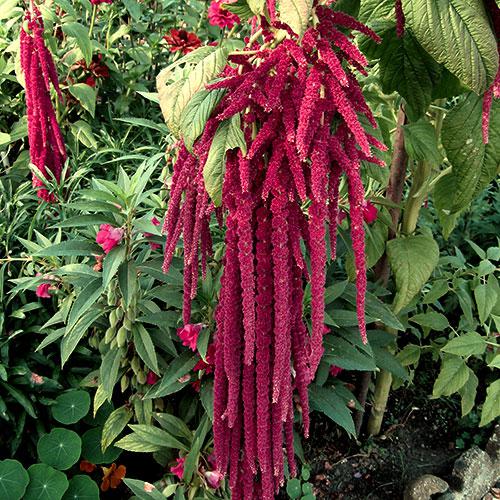 Amaranthus Cola de Zorro Rojo - AMARANTHUS
