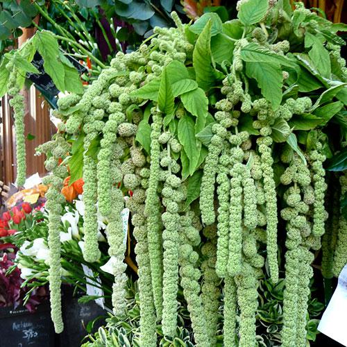 Amaranthus Cola de Zorro Verde - AMARANTHUS