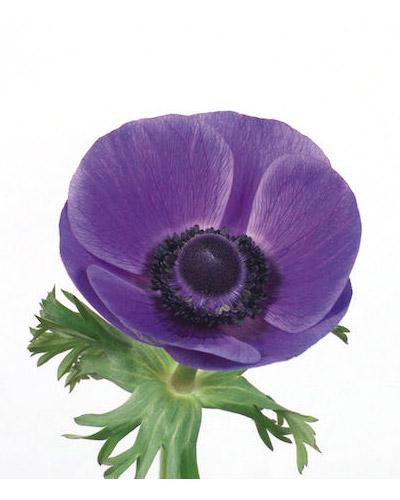 Anemona Galilée Azul - ANEMONA CORONARIA