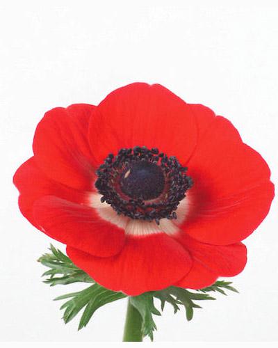 Anemona Galilée Rojo - ANEMONA CORONARIA