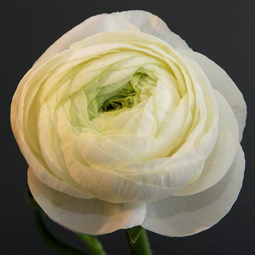 Ranúnculo friandine blanco 14003 - RANUNCULUS ASIATICUS