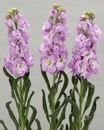Matthiola Iron Marino - MATTHIOLA INCANA