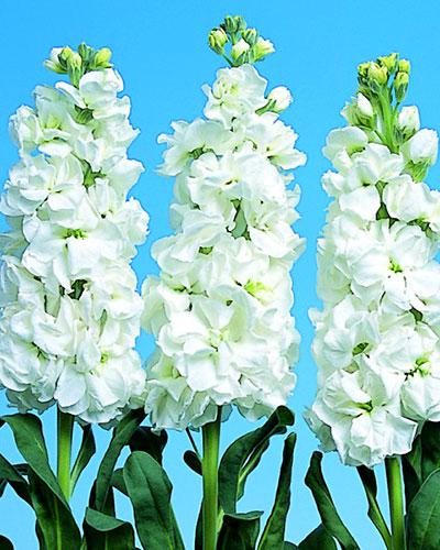 Matthiola Iron Blanco - MATTHIOLA INCANA