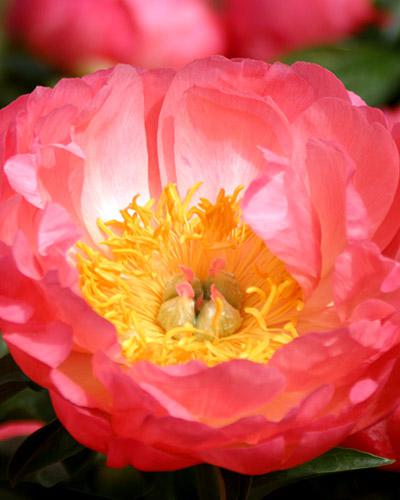 Peonía Coral Sunset - PAEONIA LACTIFLORA