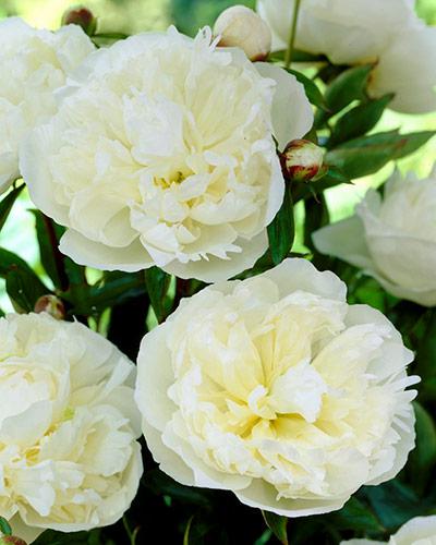 Peonía Duchesse de Nemours - PAEONIA LACTIFLORA