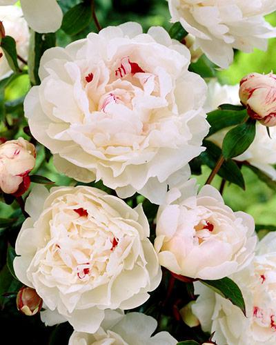 Peonía Festiva Maxima - PAEONIA LACTIFLORA