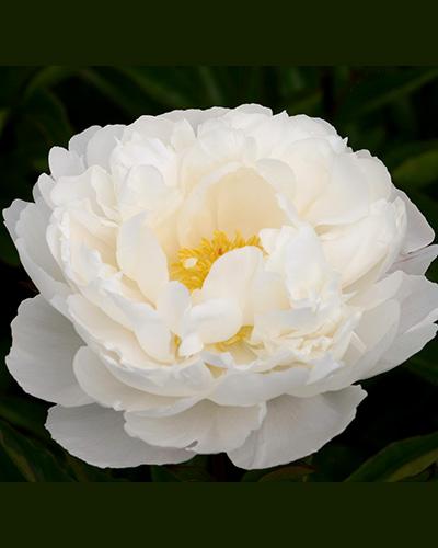 Peonía Gardenia - PAEONIA LACTIFLORA