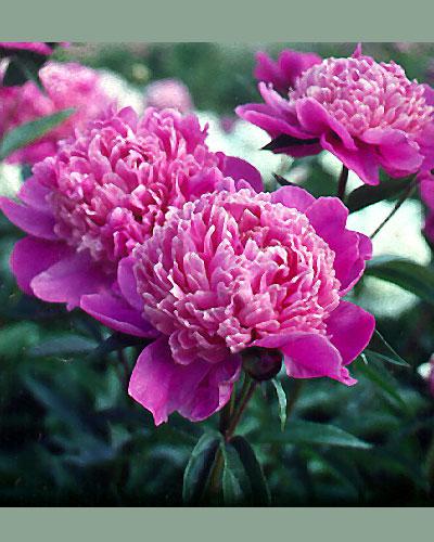 Peonía Jules Elie - PAEONIA LACTIFLORA