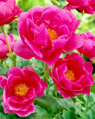 Peonía Paula Fay - PAEONIA LACTIFLORA