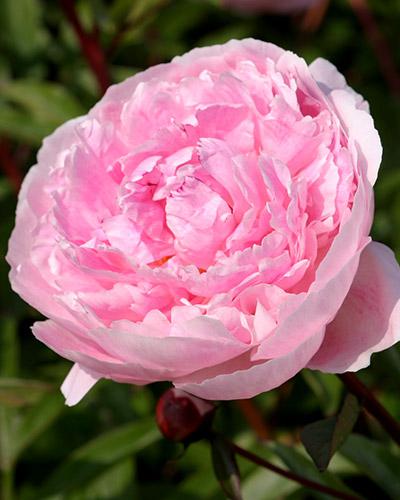 Peonía Reine Hortense - PAEONIA LACTIFLORA