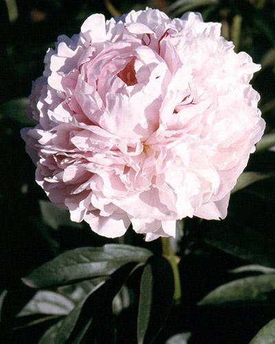 Peonía Sarah Bernhardt - PAEONIA LACTIFLORA