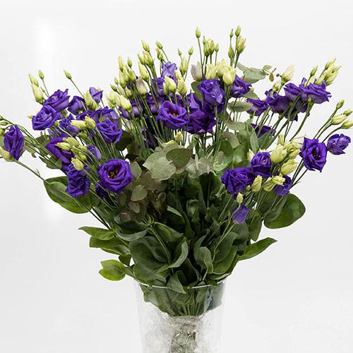 Lisianthus Rosita Azul - EUSTOMA GRANDIFLORUM