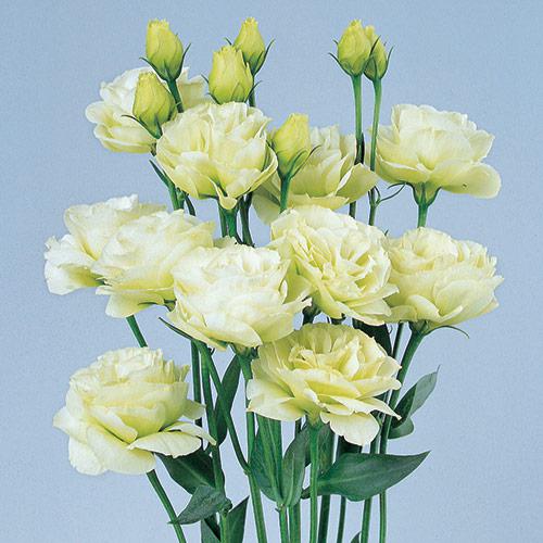 Lisianthus Rosita Verde IMP - EUSTOMA GRANDIFLORUM