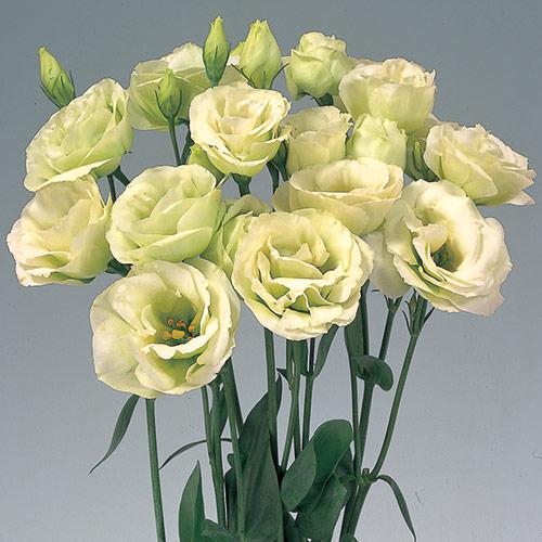 Lisianthus Rosita Verde - EUSTOMA GRANDIFLORUM