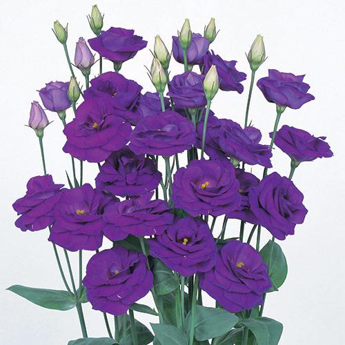 Lisianthus Rosita Zafiro - EUSTOMA GRANDIFLORUM