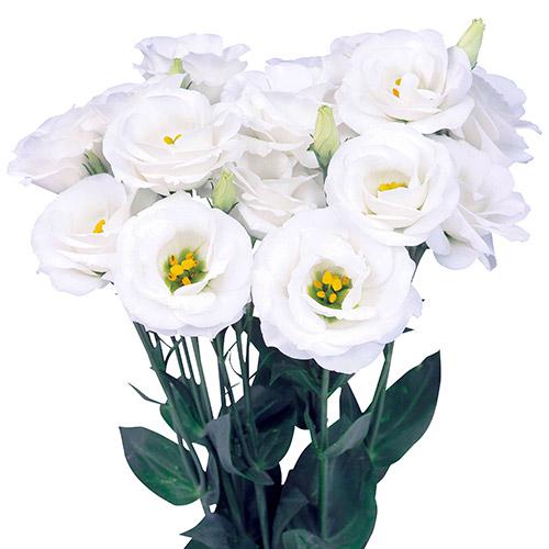 Lisianthus Rosita Blanco - EUSTOMA GRANDIFLORUM