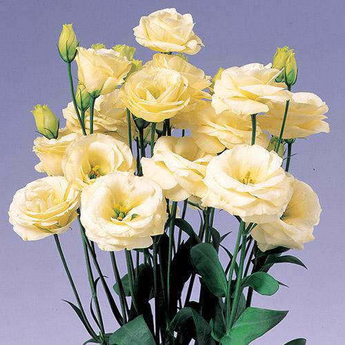 Lisianthus Rosita Amarillo - EUSTOMA GRANDIFLORUM